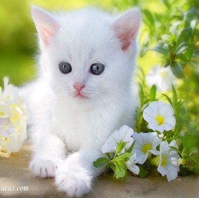 cute-dp-for-whatsapp24