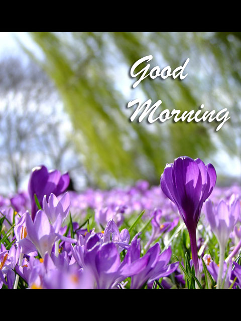 good-morning-dp105.jpg