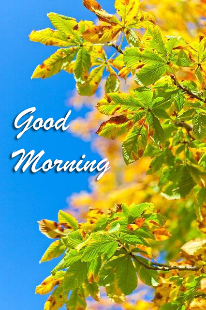 good-morning-dp114.jpg
