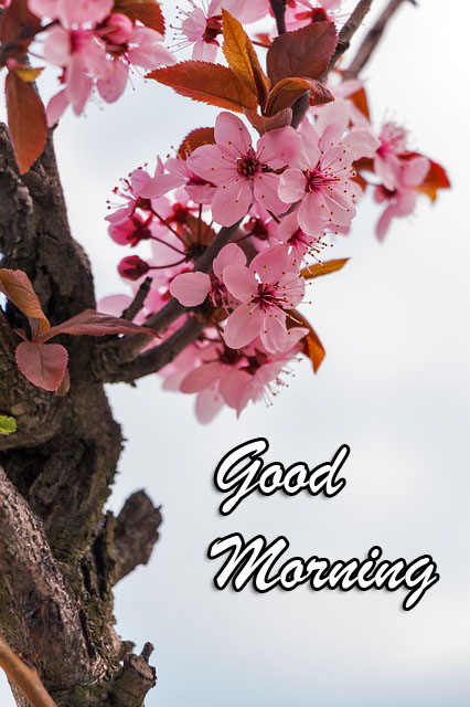 good-morning-dp115.jpg
