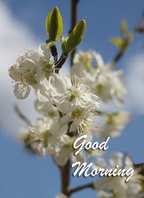 good-morning-dp121.jpg