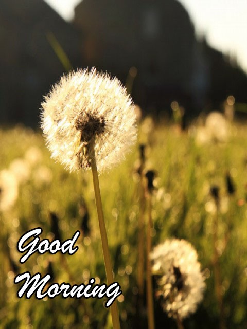 good-morning-dp122.jpg